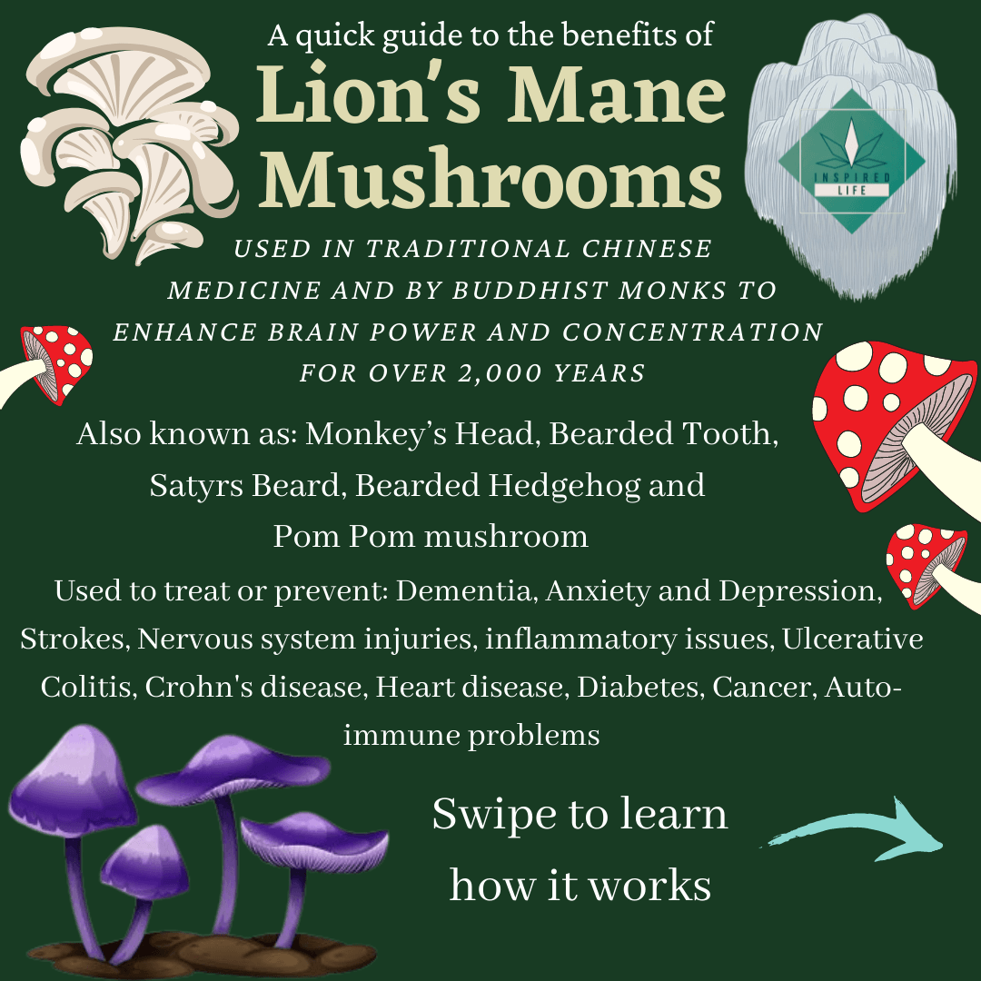 What are Lion's Mane Mushrooms? - Inspired Life CBD